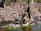 PICTURES/Deer Creek Trail/t_Rock In Tree.JPG